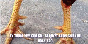 Kỹ thuật xem cựa gà từ chuyên gia của 88CLB